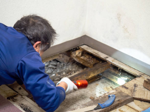 Best Mold Remediation Services  in Biltmore, TN