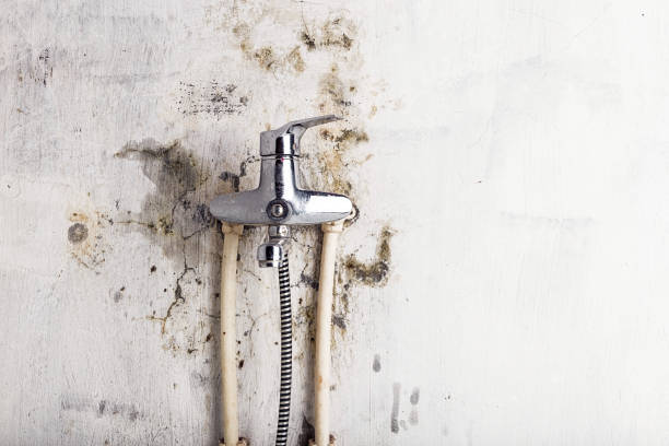 Best Mold Remediation  in Biltmore, TN