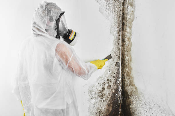 Attic Mold Removal in Biltmore, TN