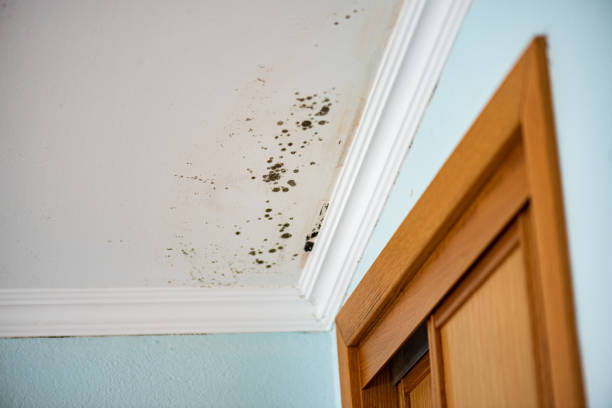 Mold Removal Process in Biltmore, TN