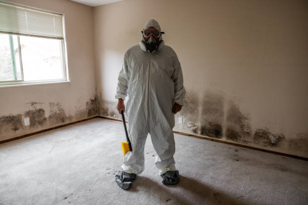 Reliable Biltmore, TN Mold Removal Solutions