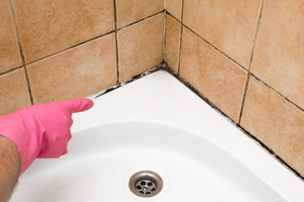 Home Mold Removal in Biltmore, TN